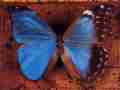Morpho didius bilateral gynandromorph (Internet Image property of respective owner, non-commercial use only)